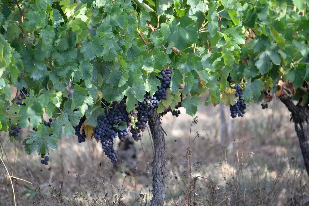 Lush vineyard with ripe grape clusters under green foliage, perfect for wine-making