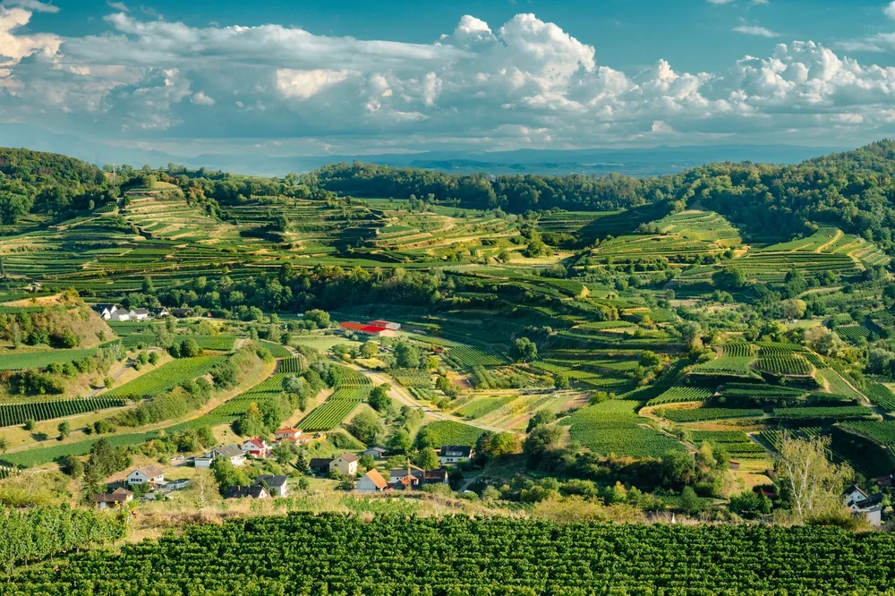 Lush vineyards and rolling hills under a dramatic sky