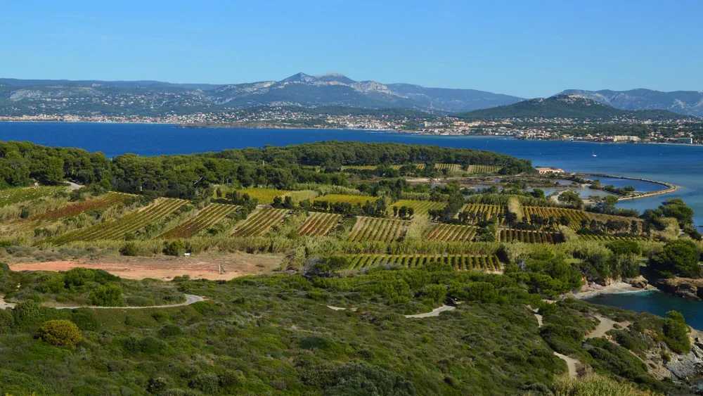 Lush vineyards by a calm blue sea with distant mountains
