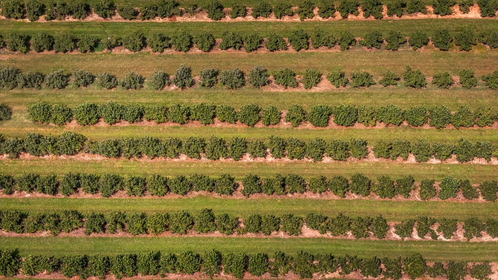 Lush vineyards with rows of green plants in a sunny landscape