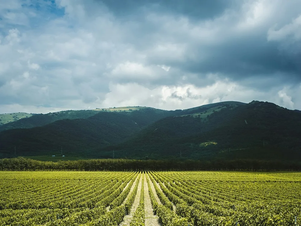 LXV - Vineyards. Support me: https://www.buymeacoffee.com/ant746