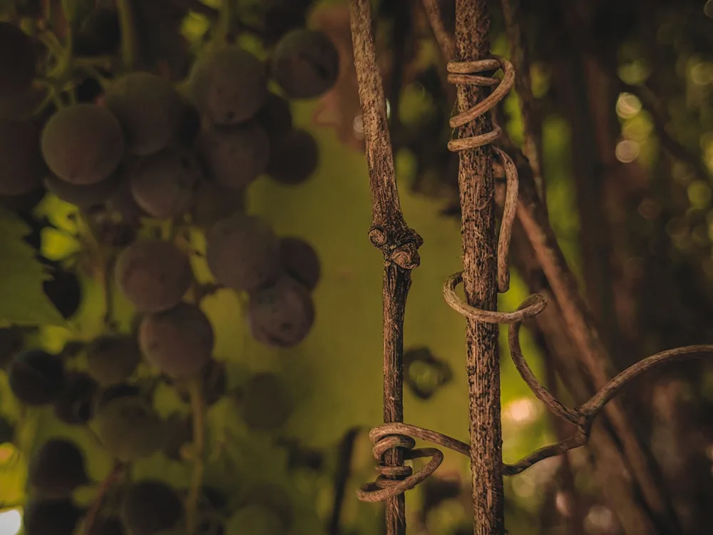 Macro shot of a grapevine with purple grapes, creating a rustic autumn feel