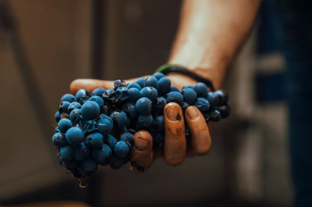 Macro shot of blue grapes being held by a farmer's hand, showcasing fresh harvest