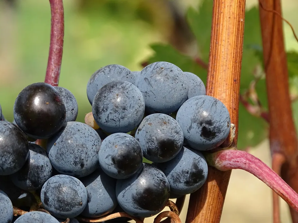 Macro shot of vibrant, juicy grapes on a vine, showcasing nature's beauty