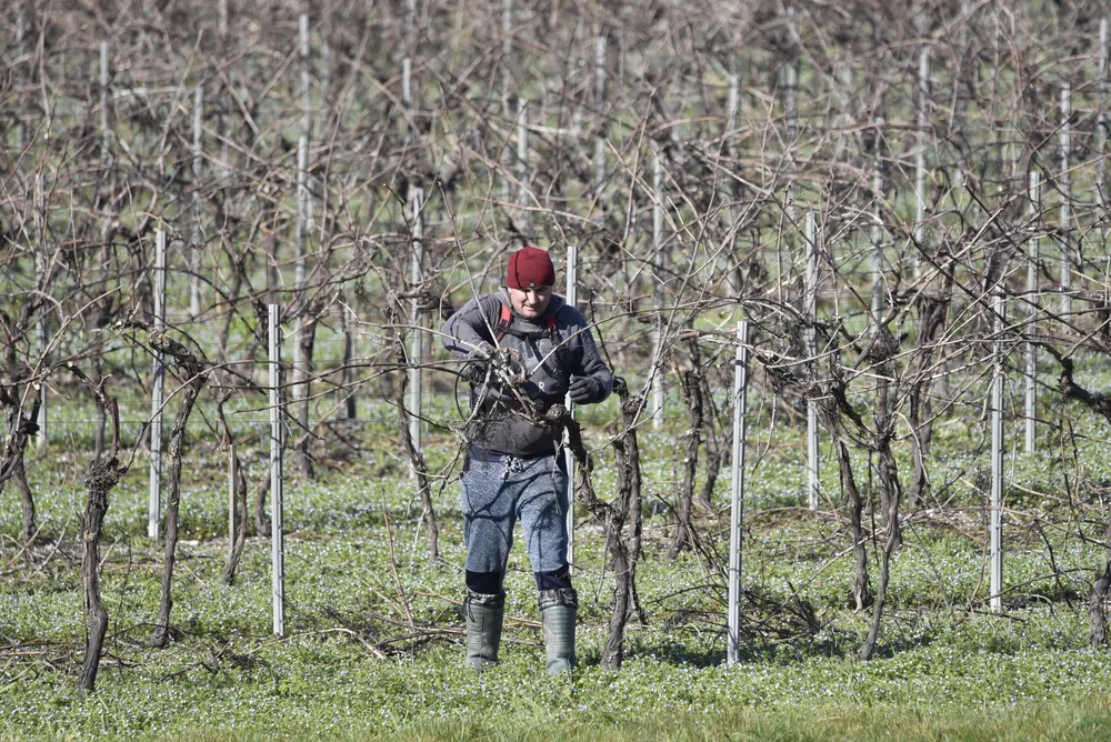 Man pruning grapevines in a leafless vineyard during winter, focusing on maintenance and care
