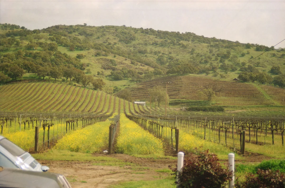 Cover crop of mustard flowering between dormant vine rows on a small hillside property