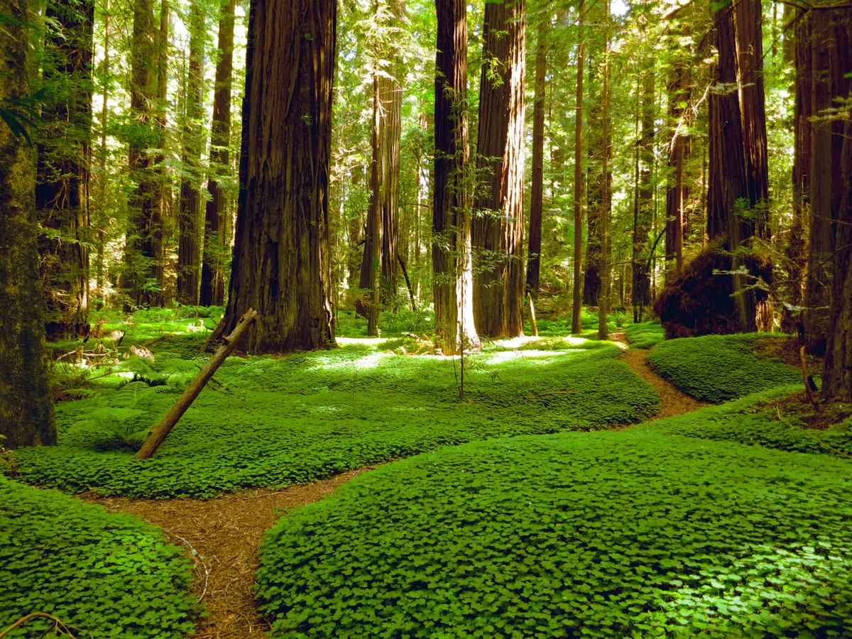Green grass field and brown trees