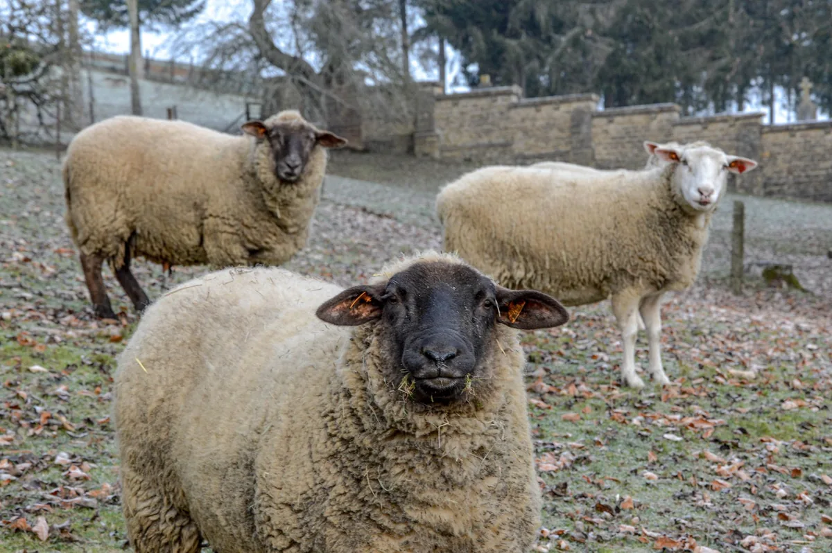 Sheep grazing between bare vine rows on a small farm under low winter cloud