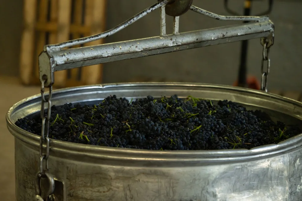 Metal bowl with fresh bunches of grapes for making wine in winery