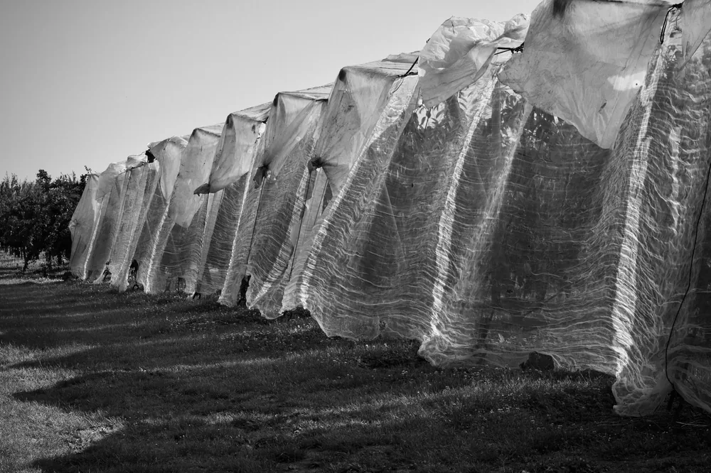 Monochrome image of vineyard with plastic netting for protection from elements