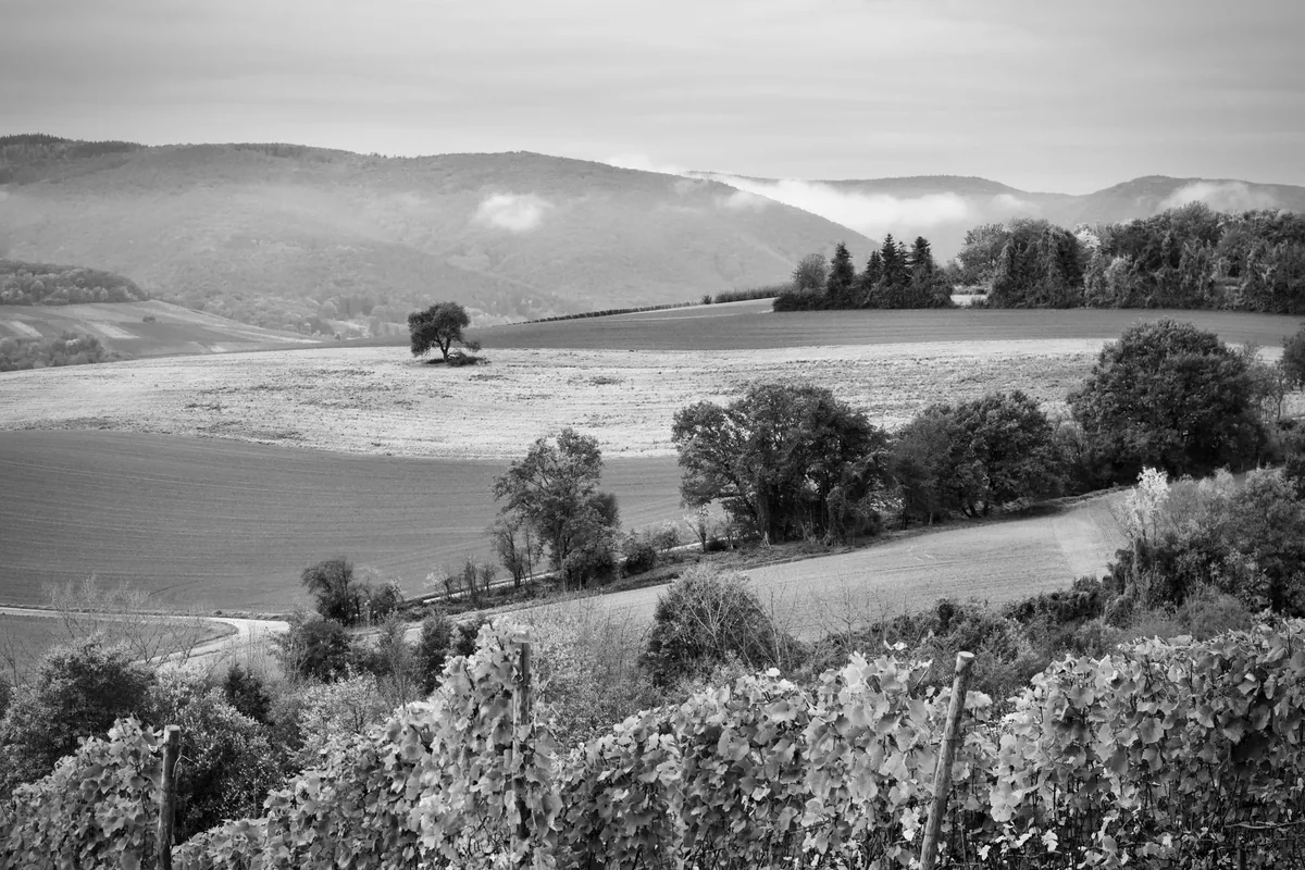 Monochrome view of rolling hills and vineyards in a tranquil countryside setting