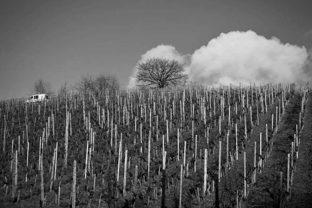 Monochrome view of vineyard with van in background, dramatic clouds