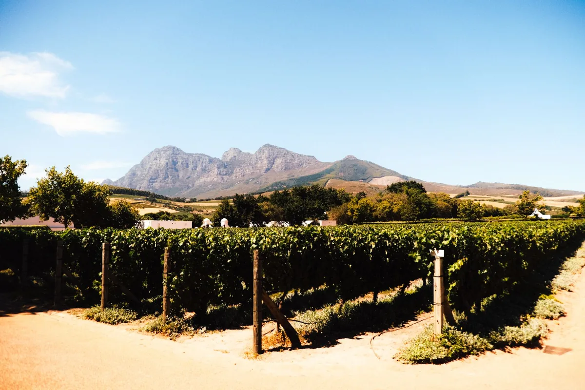 Lush vineyard with mountain range backdrop under a clear sky