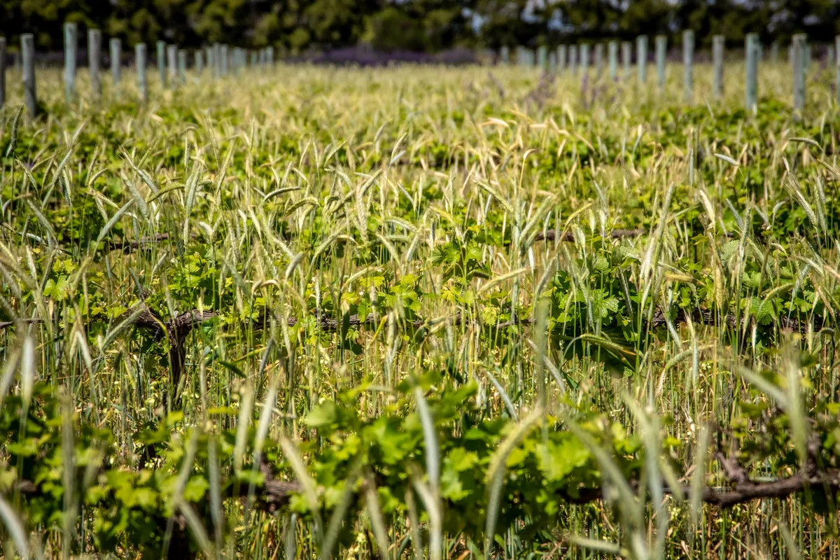 Bare trellis wires and young vine shoots bending in strong daytime wind