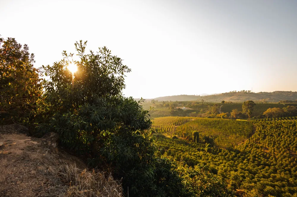 Morning landscape with sun rising over lush green fields and trees, creating a warm and serene atmosphere