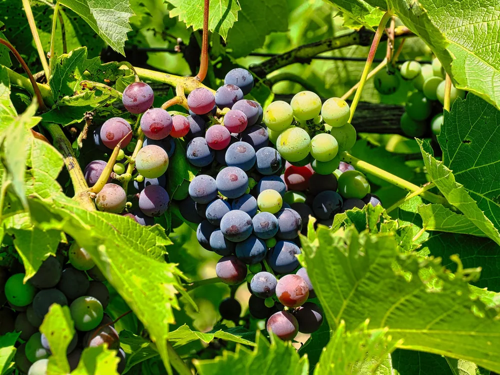 Multicolor grapes on a vine surrounded by lush green leaves