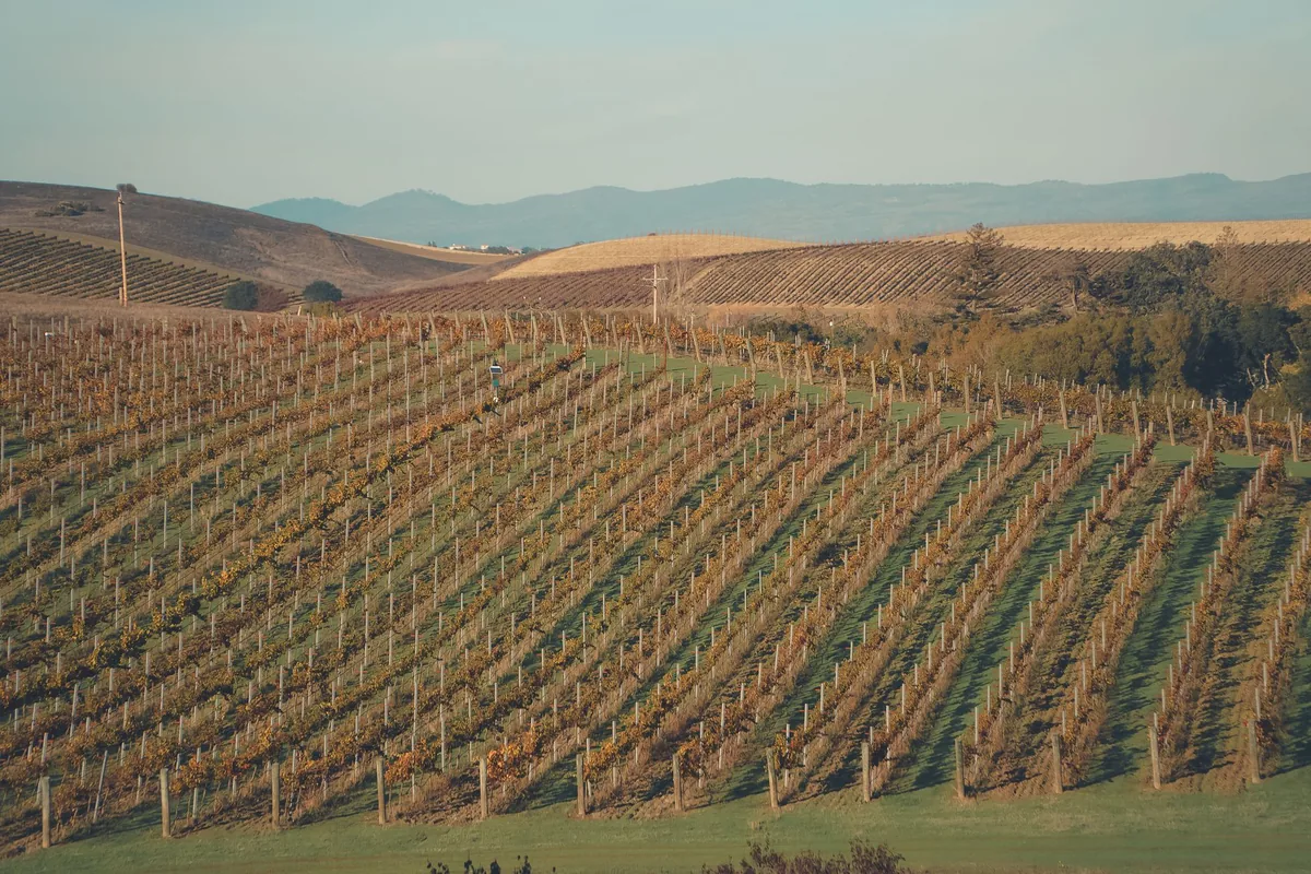 Rows of vines on a flat valley floor with low fog sitting between them at sunrise
