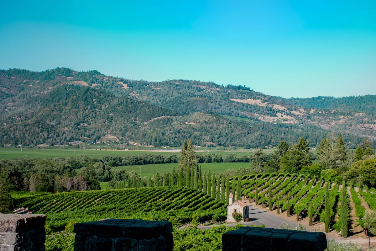 A high hillside vineyard on thin rocky ground looking down over a layer of cloud