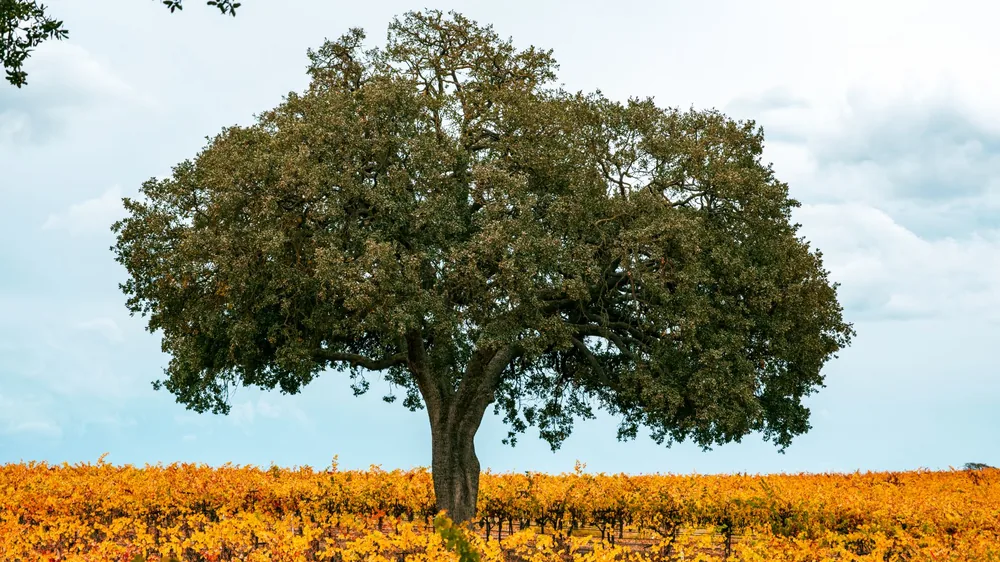 Oak tree stands alone in a colorful autumn vineyard, capturing the essence of fall