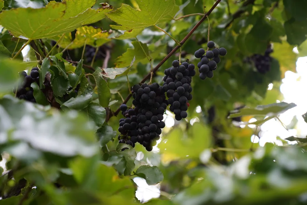 Organic black grapes hanging from a lush green vineyard during summer
