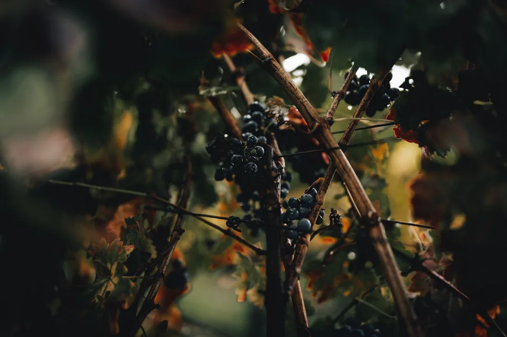 Organic grapes from California vineyard during the fall season, showcasing nature's beauty