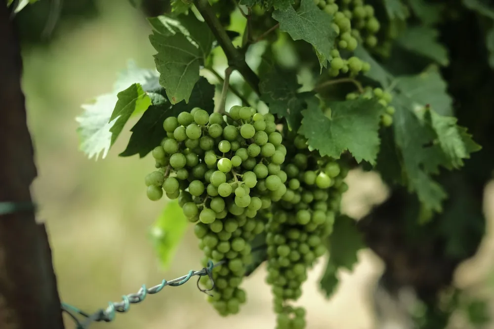 Organic green grapes growing on a vine, showcasing freshness and vitality in an outdoor setting