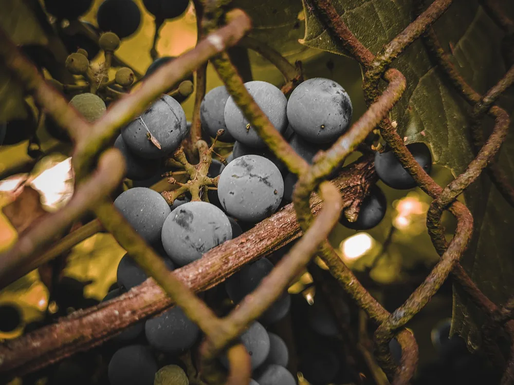 Organic purple grapes peeking through a chain link fence in a vineyard