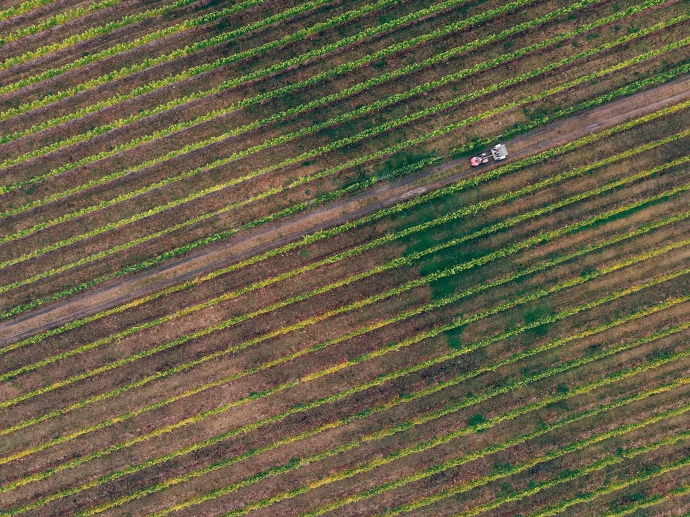 Overhead shot of a vineyard in autumn with a tractor on a dirt path between vine rows