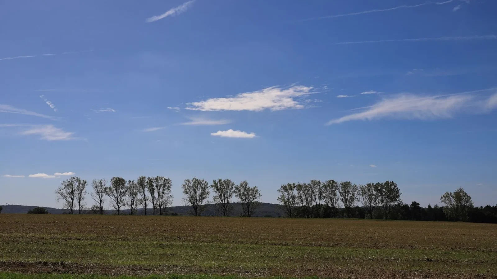 Panoramic view of a tranquil field with a row of trees under a clear blue sky