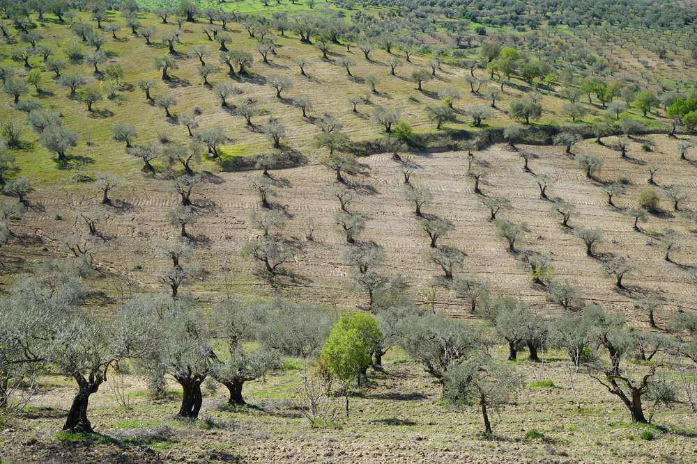 Panoramic view of an expansive olive grove with neatly aligned trees on rolling hills under daylight