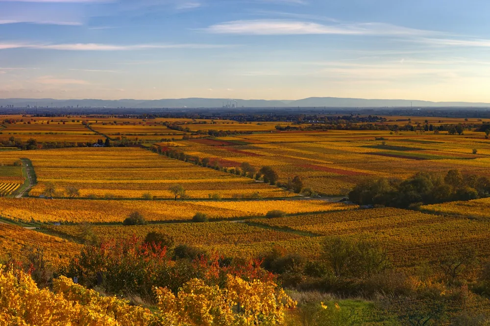 Panoramic view of vineyards in autmn