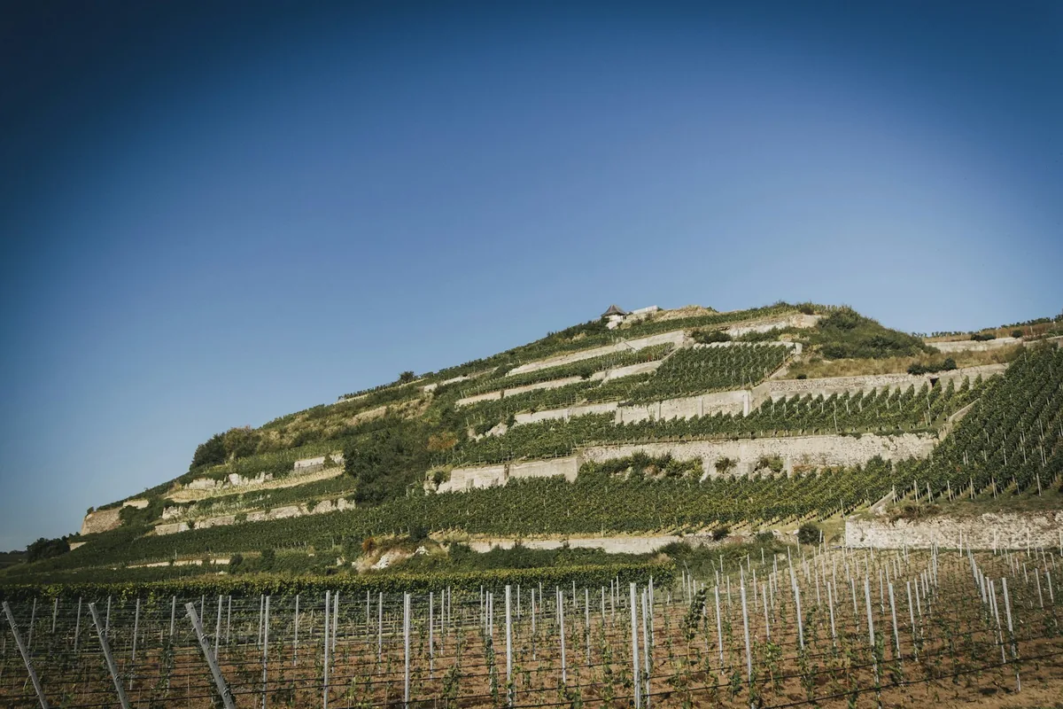 A hill covered in vines with a house on top of it