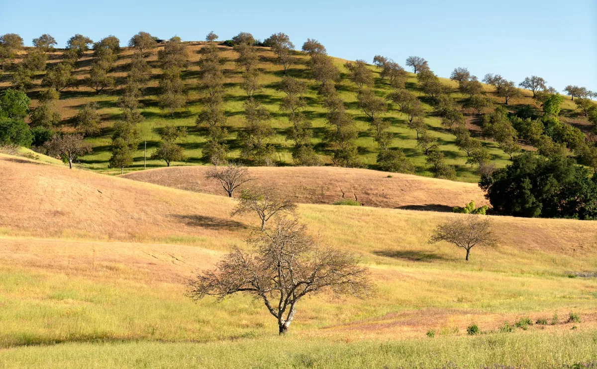 Rolling hills studded with oak trees above rows of vines in dry summer light