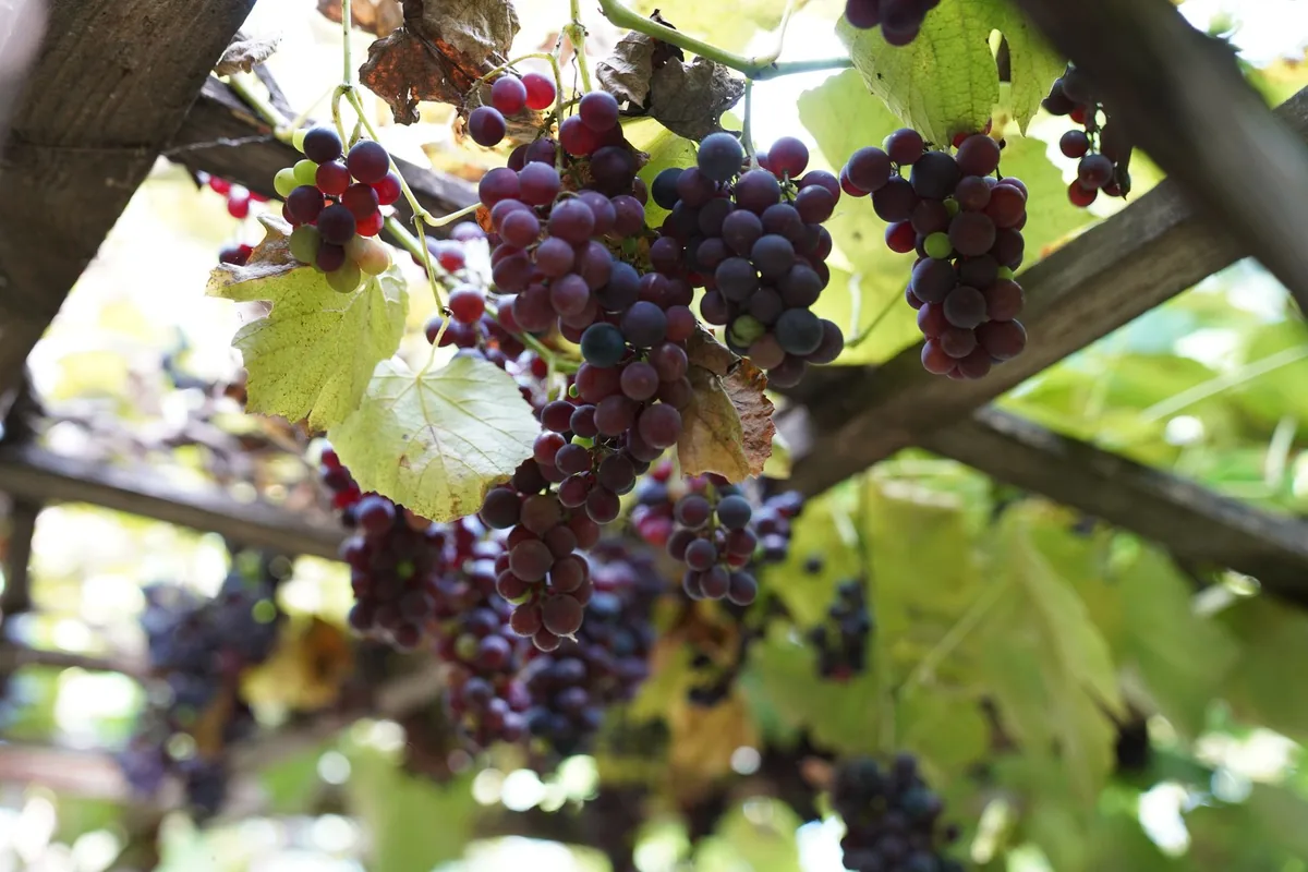 Dark grape clusters and green leaves on a wire trellis in bright sun