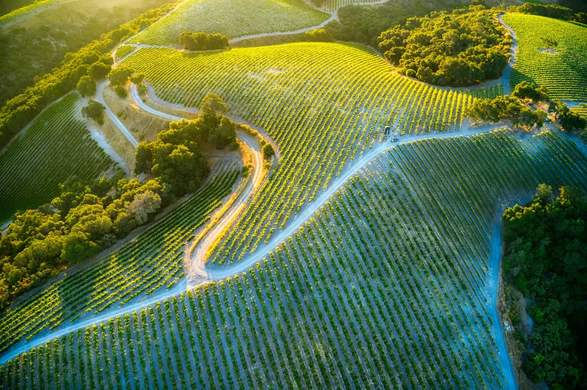 A vineyard under a clear night sky with stars visible above the rows
