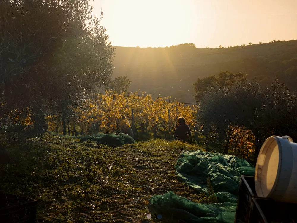 Person harvesting grapes in a vineyard at sunset