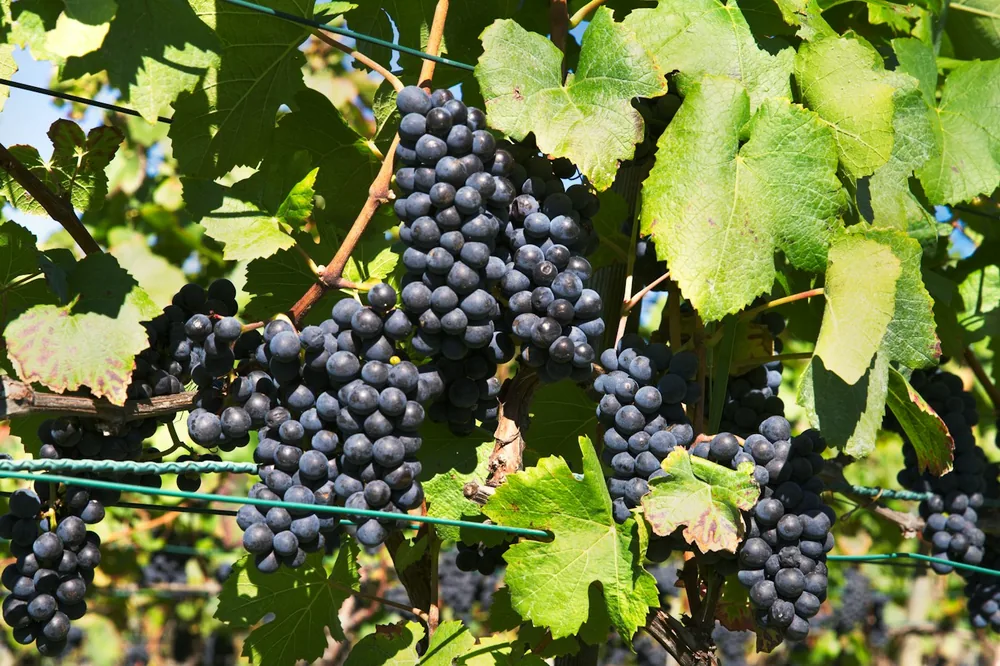 Pinot noire - ready for the harvest