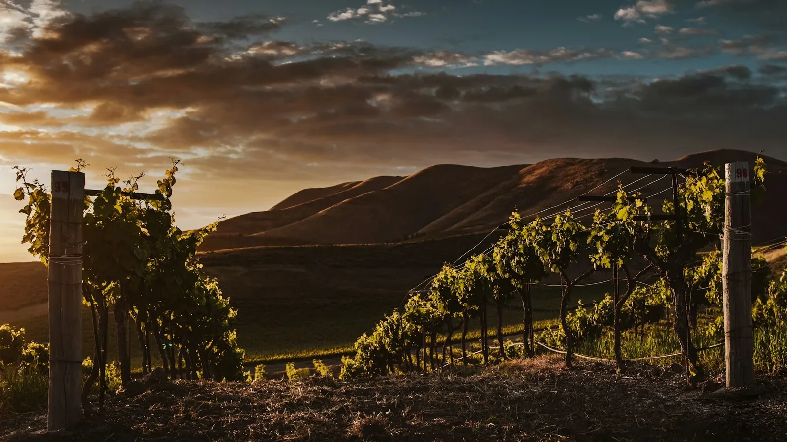 Plants and mountains during golden hour