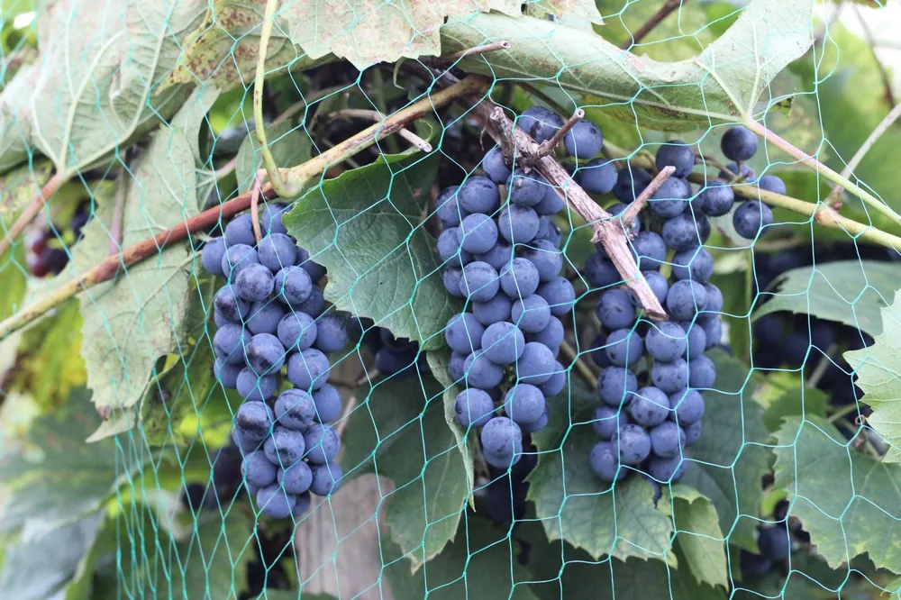 Purple grape clusters behind protective netting on a vine. Ideal for vineyard or agriculture themes
