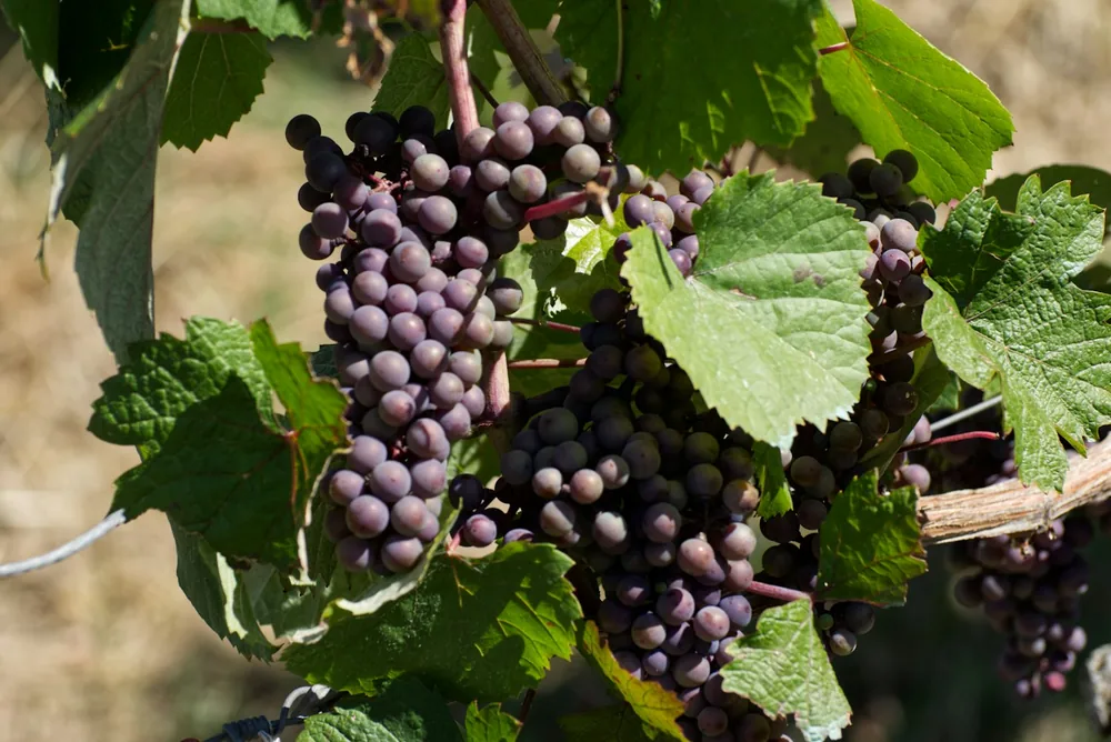 Purple grapes hanging on a vine with green leaves