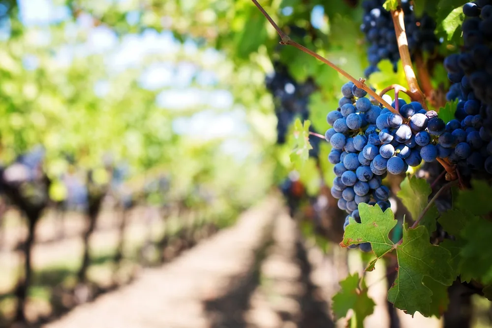 Purple grapes hanging on the vine in a sunny vineyard setting