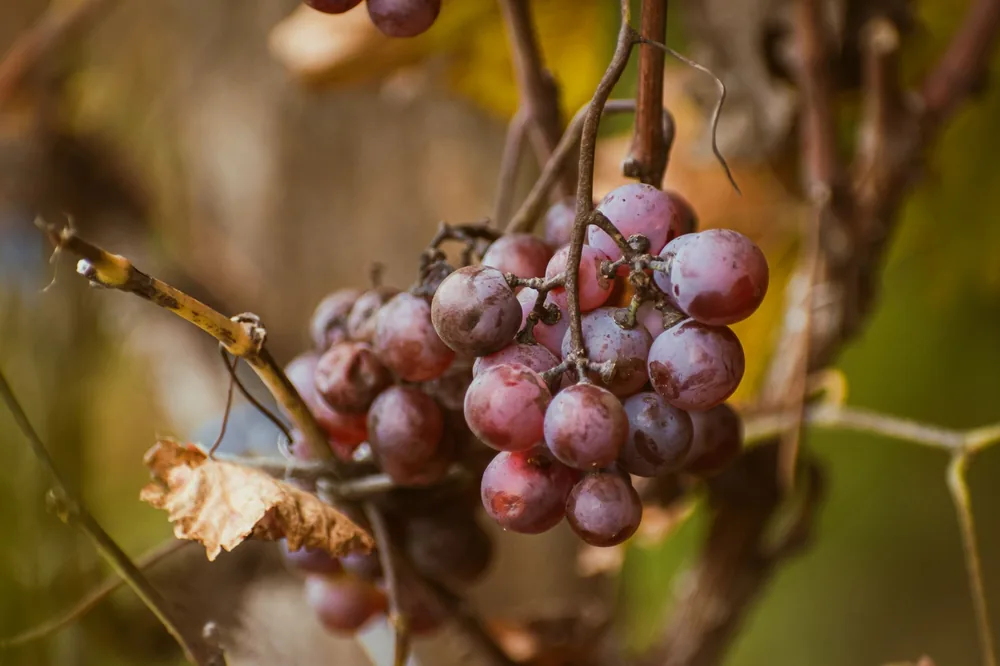 Purple grapes hanging on the vine, symbolizing fresh harvest