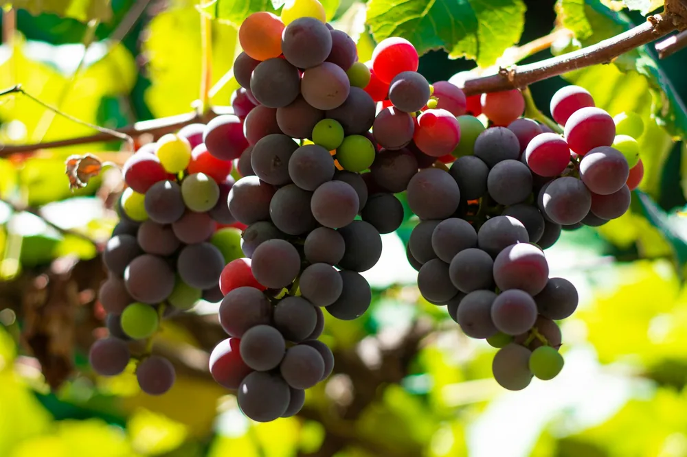 Purple grapes in close up photography