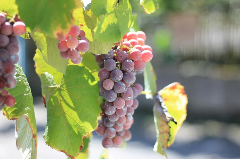 Purple grapes on green leaf
