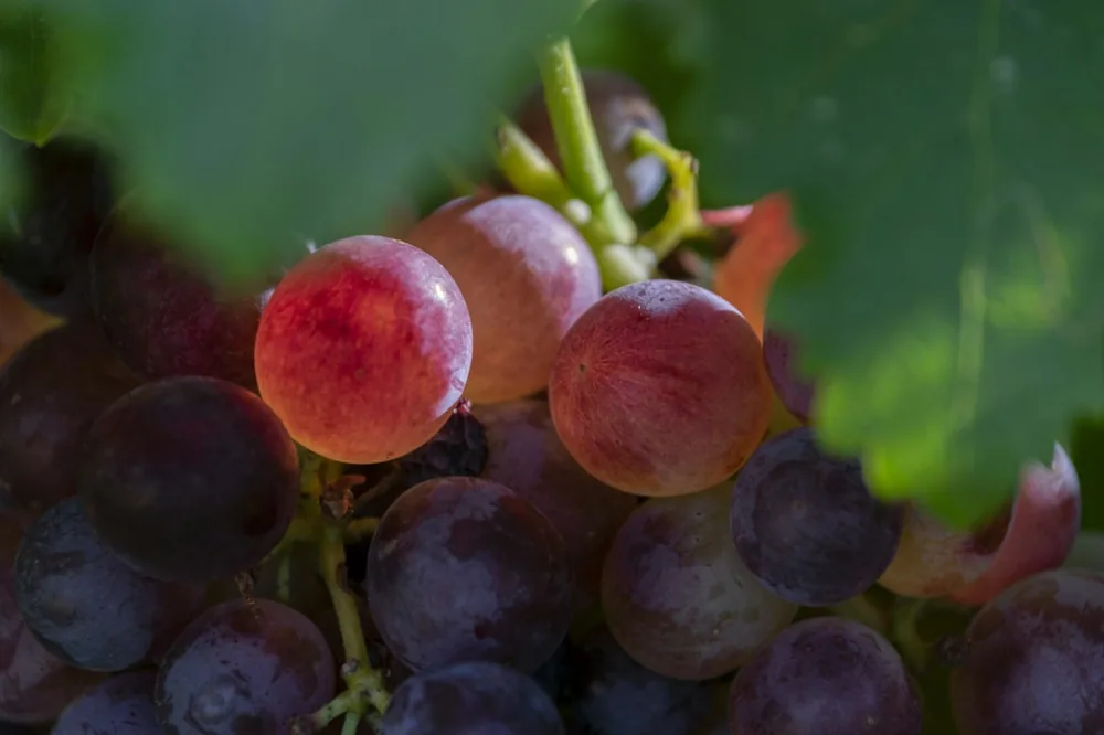 Purple grapes on green surface