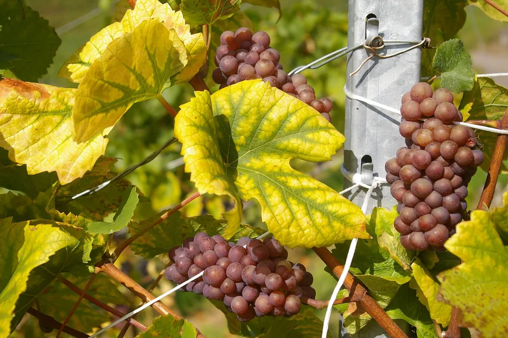 Red grapes hanging on vine in bright sunlight