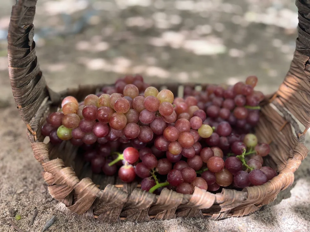 Red grapes in a rustic basket outdoors, conveying freshness and nature