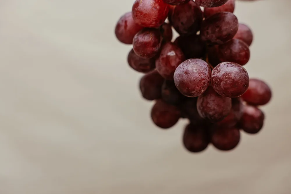 Red grapes on a vine, showcasing fresh and organic fruit perfect for healthy eating