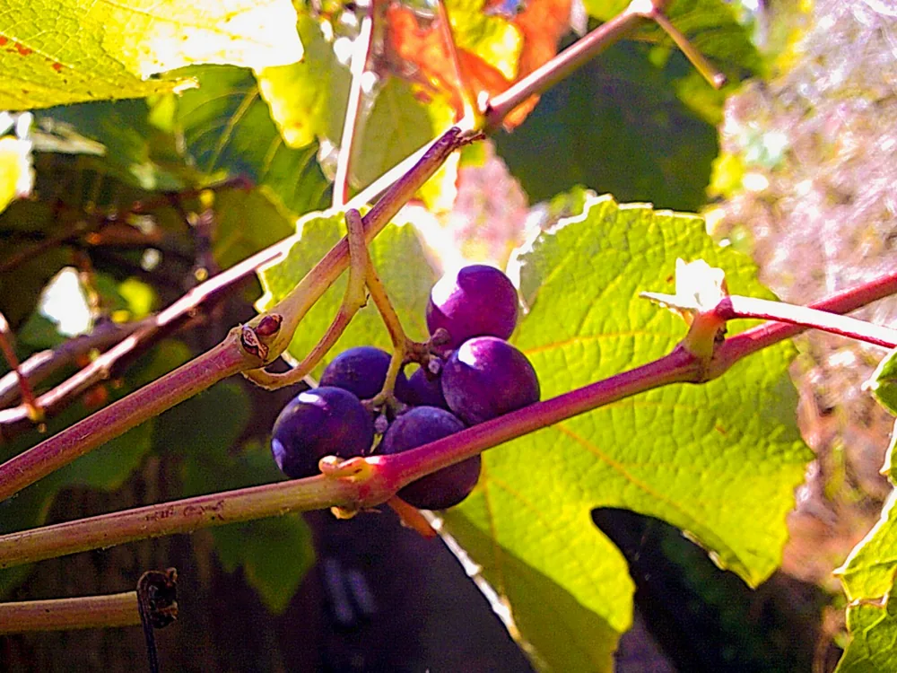 Red Grapes Plant Porto da Cruz, Madeira Island Summer