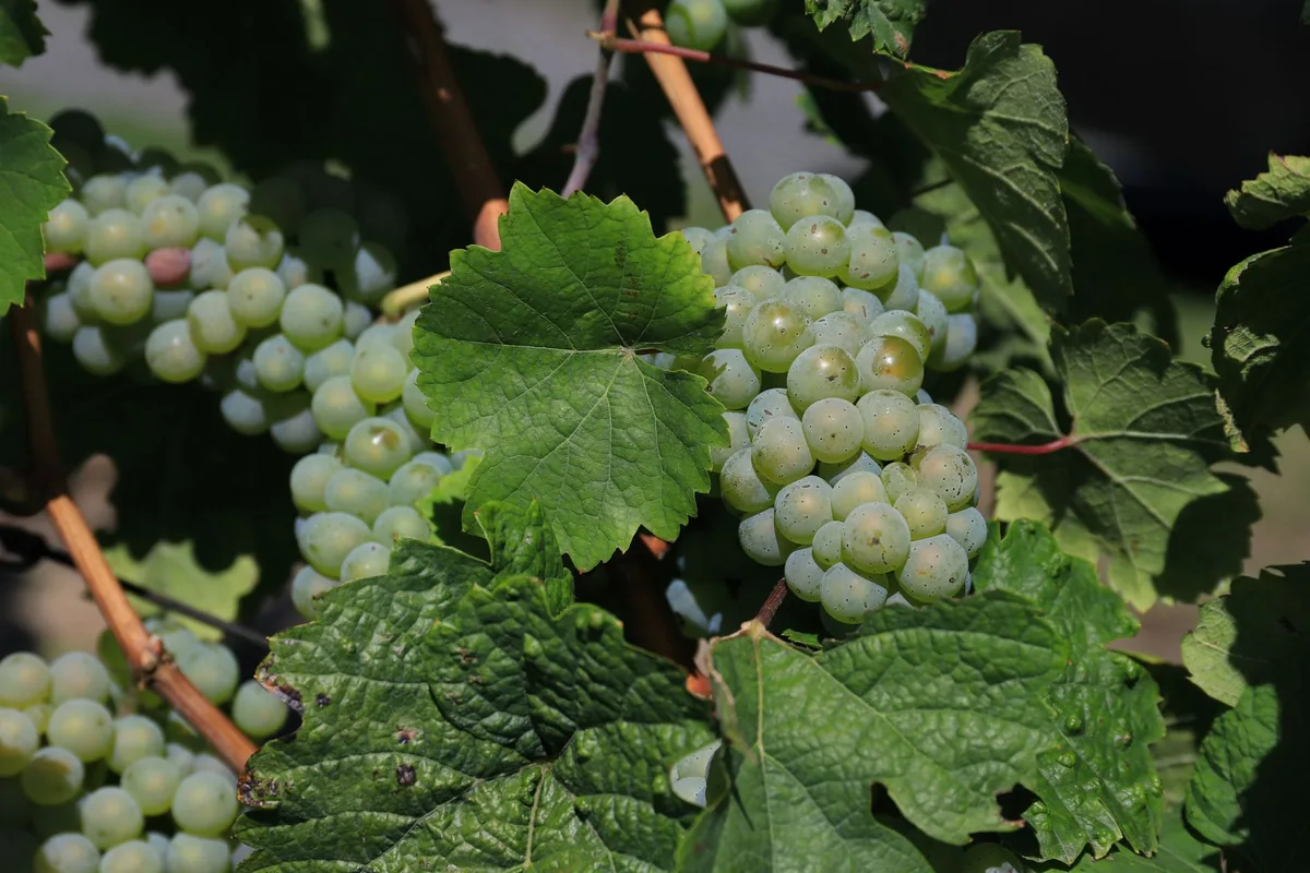 Refreshing green grapes clustered on a vine, basking in the sun during harvest season